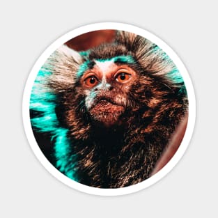 Mischievous Marmoset Monkey Photograph Magnet